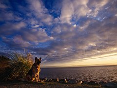 German Shepherd